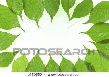 Picture - Circle of leaves. Fotosearch