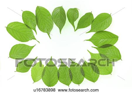Circle of leaves View Large Photo Image Stock Photo - Circle of leaves. Fotosearch