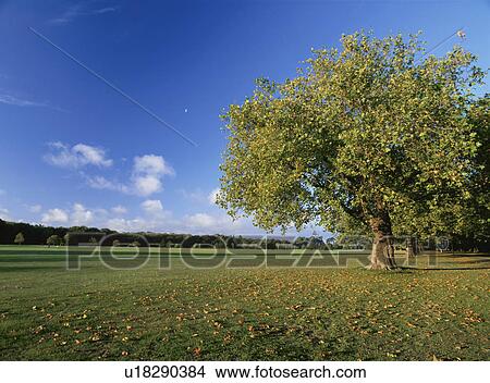 Clear sky over Hagley Park. Christchurch, New Zealand View Large Photo Image Picture - Clear sky over Hagley Park. Christchurch, New Zealand. Fotosearch