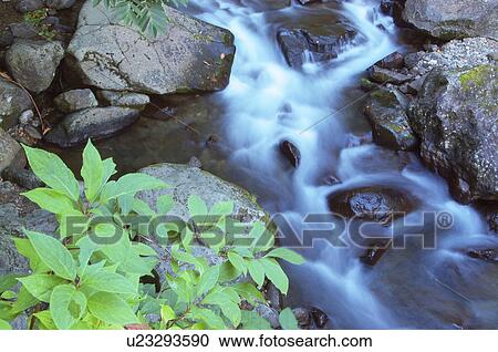 Clear stream, Kitashiobara-son, Fukushima Prefecture, Japan View Large Photo Image Stock Image - Clear stream, Kitashiobara-son, Fukushima Prefecture, Japan. Fotosearch