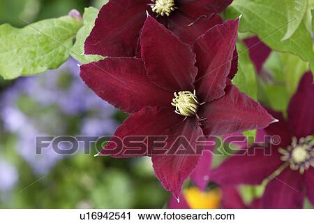 Clematis. Tochigi Prefecture, Japan View Large Photo Image Stock Image - Clematis. Tochigi Prefecture, Japan. Fotosearch