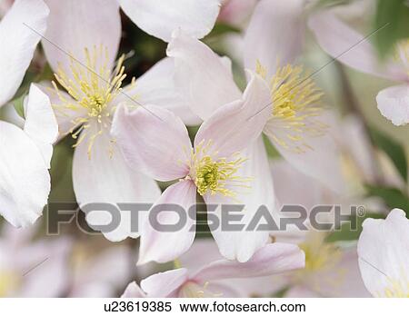 Stock Photography - Clematis, Tochigi Prefecture, Japan. Fotosearch