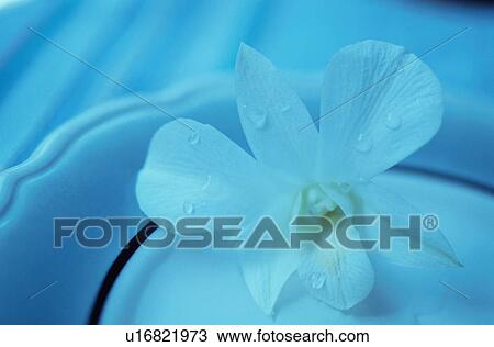 Stock Image - Close Up Image of Dendrobium. Fotosearch