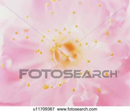 Stock Photo - Close-up of a blossom. Fotosearch