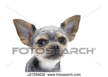 Stock Image - Close-up of a cute dog. Fotosearch