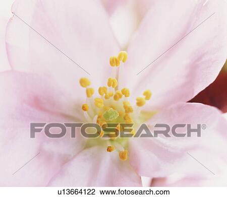 Close-up of a pink flowers View Large Photo Image Stock Image - Close-up of a pink flowers. Fotosearch