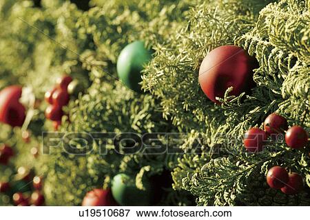 Close-up of baubles in a Christmas tree View Large Photo Image Stock Photo - Close-up of baubles in a Christmas tree. Fotosearch
