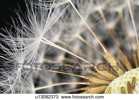Stock Image - Close-up of dandelion seeds. Shioya, Tochigi Prefecture, Japan. Fotosearch