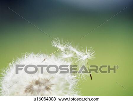 Stock Photo - Close-up of dandelion seeds. Shioya, Tochigi Prefecture, Japan. Fotosearch