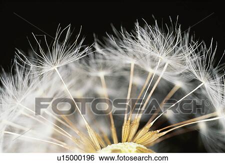 Close-up of dandelion seeds. Shioya, Tochigi Prefecture, Japan View Large Photo Image Stock Photograph - Close-up of dandelion seeds. Shioya, Tochigi Prefecture, Japan. Fotosearch