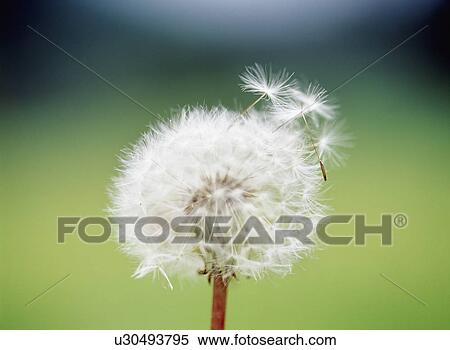 Close-up of dandelion. Shioya, Tochigi Prefecture, Japan View Large Photo Image Stock Photography - Close-up of dandelion. Shioya, Tochigi Prefecture, Japan. Fotosearch