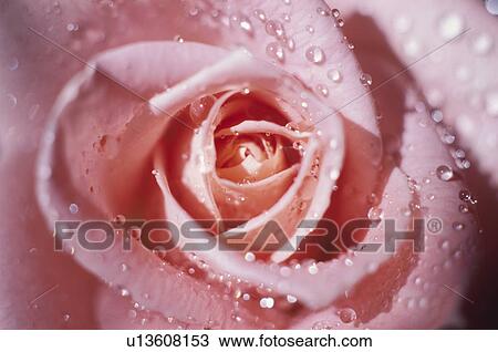 Close-up of dew on a pink rose View Large Photo Image Stock Image - Close-up of dew on a pink rose. Fotosearch