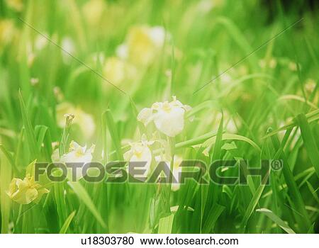 Close-up of flowers and grass View Large Photo Image Stock Image - Close-up of flowers and grass. Fotosearch