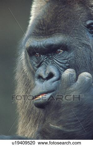 Stock Image - Close-up of Gorilla. Fotosearch