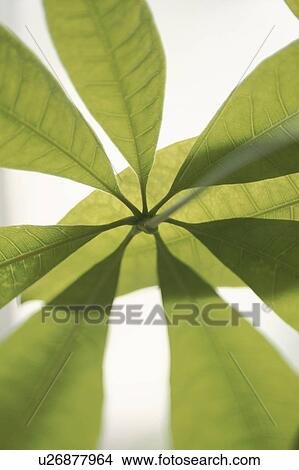 Picture - Close-up of green leaf. Fotosearch