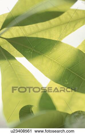 Stock Image - Close-up of green leaf. Fotosearch