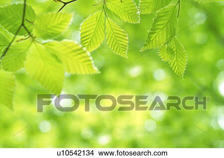 Close-up of leaves View Large Photo Image Picture - Close-up of leaves. Fotosearch