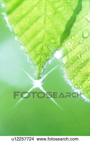 Close-up of leaves View Large Photo Image Picture - Close-up of leaves. Fotosearch