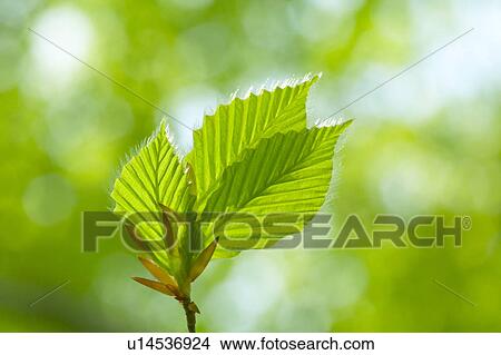 Close-up of leaves View Large Photo Image Picture - Close-up of leaves. Fotosearch