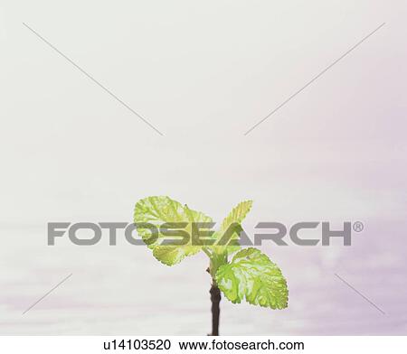 Stock Image - Close-up of leaves. Fotosearch