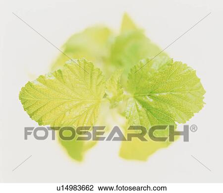 Close-up of leaves View Large Photo Image Stock Image - Close-up of leaves. Fotosearch