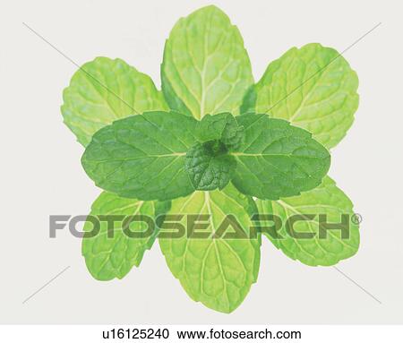 Stock Image - Close-up of leaves. Fotosearch