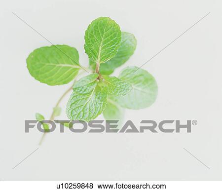 Close-up of leaves View Large Photo Image Stock Photo - Close-up of leaves. Fotosearch