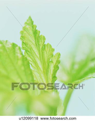 Close-up of leaves View Large Photo Image Stock Photo - Close-up of leaves. Fotosearch