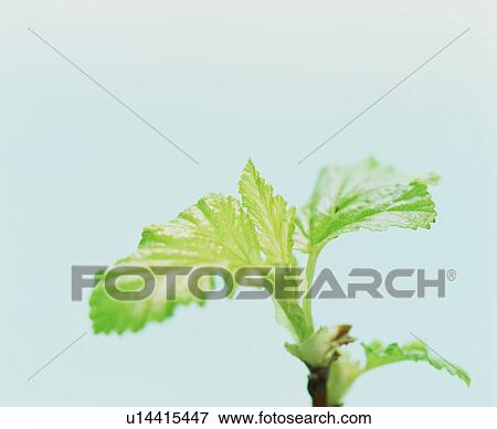 Stock Photo - Close-up of leaves. Fotosearch