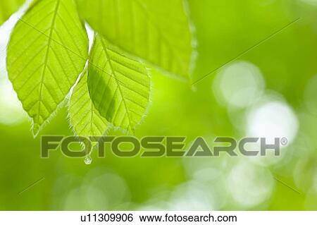 Stock Photograph - Close-up of leaves. Fotosearch