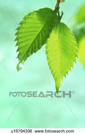 Stock Photograph - Close-up of leaves. Fotosearch