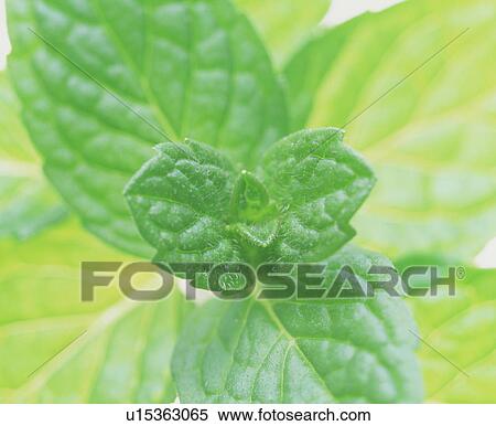 Stock Photography - Close-up of leaves. Fotosearch