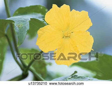 Stock Image - Close-up of loofah's flower. Fotosearch