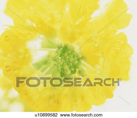 Close-up of oilseed rape View Large Photo Image Stock Image - Close-up of oilseed rape. Fotosearch