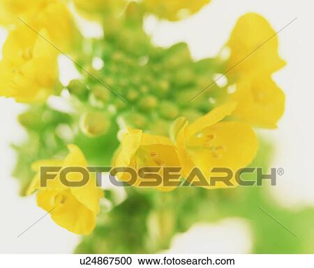 Stock Image - Close-up of oilseed rape. Fotosearch