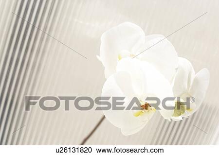 Stock Image - Close up of orchid. Fotosearch