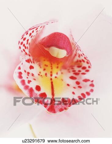 Close-up of red spotted orchid View Large Photo Image Stock Photo - Close-up of red spotted orchid. Fotosearch