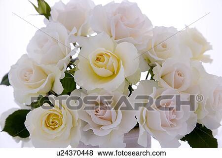 Stock Photo - Close-up of roses. Fotosearch