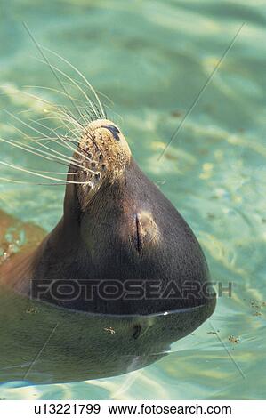 Stock Photo - Close-up of sea lion swimming on his back looking happy.. Fotosearch