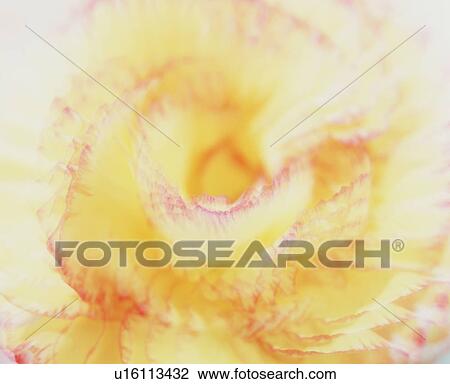 Stock Image - Close-up of yellow and red flower. Fotosearch