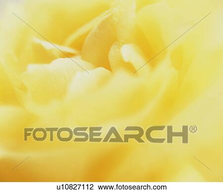 Close-up of yellow flower View Large Photo Image Stock Image - Close-up of yellow flower. Fotosearch