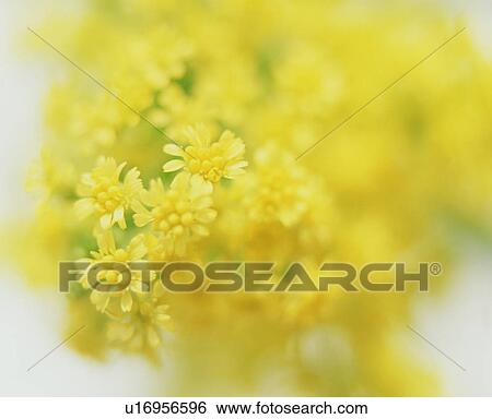 Close-up of yellow flowers View Large Photo Image Stock Photograph - Close-up of yellow flowers. Fotosearch