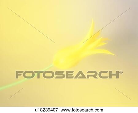 Stock Photo - Close-up of yellow tulip. Fotosearch