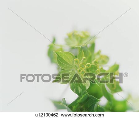 Stock Image - Closed buds. Fotosearch