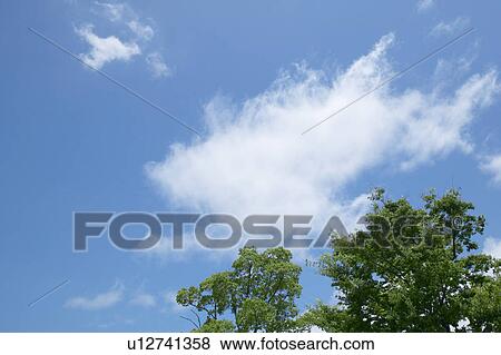 Stock Photo - Clouds in sky above treetops. Fotosearch
