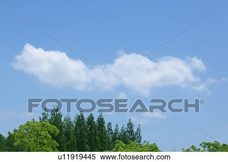 Stock Photography - Clouds in sky above treetops. Fotosearch