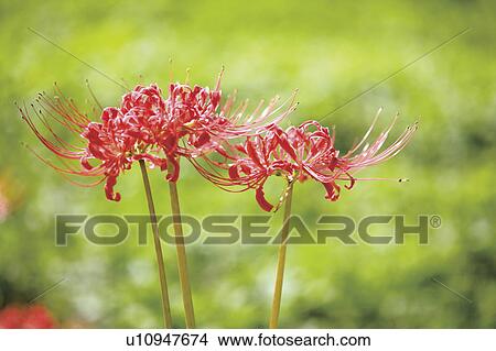Picture - Cluster amaryllis. Fotosearch