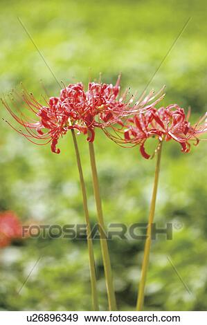 Stock Photo - Cluster amaryllis. Fotosearch