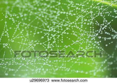 Cobwebs View Large Photo Image Stock Image - Cobwebs. Fotosearch