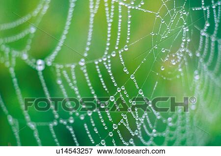 Cobwebs View Large Photo Image Stock Photo - Cobwebs. Fotosearch